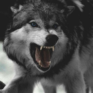 ๖ۣۜλℓթસવ🐺🥀🔥 — Telegram Bot {{ $bot->code }}