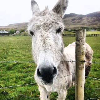 Любопытный мул — Telegram Bot {{ $bot->code }}