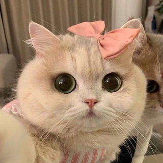 Китти — Telegram Bot @kittytagbot