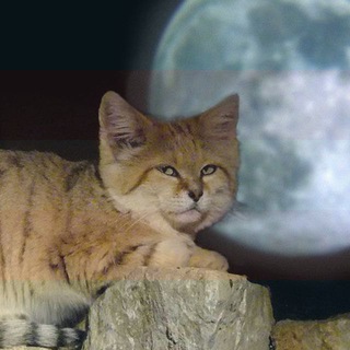 Shower Bot — Telegram Bot @skyeshowerbot