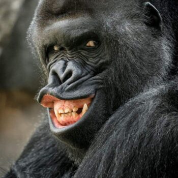 电报频道的标志 calabresigif — Calabresi Gif