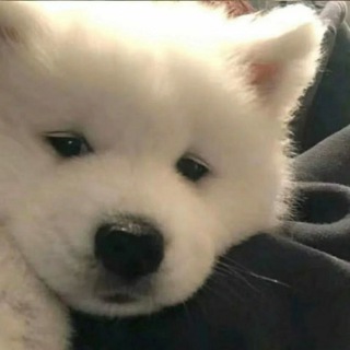 电报频道的标志 a_eeeu — 小苏出货群🌻（微信/qq/珍爱/抖音