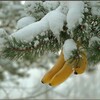 Логотип телеграм канала @a666aa077 — Banano, покупка виртов, донатов