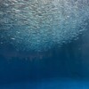 电报频道的标志 aaa222zz — 数据生成筛选【筛料号码检测】号码过蓝