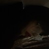 Логотип телеграм канала @aaanpq — анишк