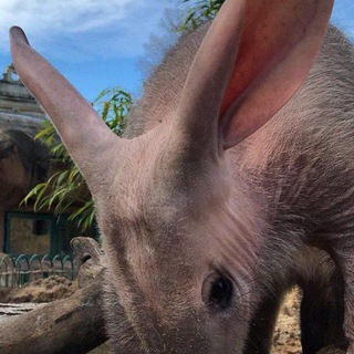 Логотип телеграм канала @aardvarks — AARDVARK