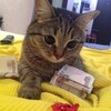 Логотип телеграм канала @abajeyt — AbajePlay