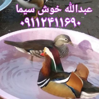 لوگوی کانال تلگرام abdollah_khoshcima — خریدوفروش پرندگان زینتی