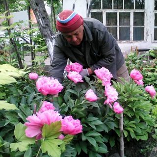 Логотип телеграм канала @abdulla_gulchi — Цветы "Абдулла ГУЛ"чи🌳🌲🍀🌺🌹🥀