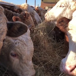 Логотип телеграм канала @aber_din — Сельское Хозяйство | КРС рынок 🐄