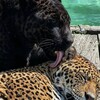Логотип телеграм канала @abol_farahbakhsh — GЦƬƧ