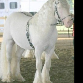 Telegram channel About horse logo