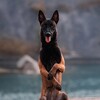 Логотип телеграм канала @about_k9 — На кайфовой стороне | Малинуа