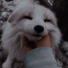 Логотип телеграм канала @about_yukkis — Fox's through