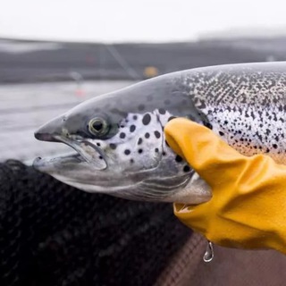 Logo of telegram channel abuzbymadsalmon — Abuzz by madsalmon