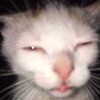 Логотип телеграм канала @abuzersruma — abuzer’ы [by rumakura]🐈
