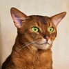 Логотип телеграм канала @abyssinyancats — Абиссинские и ориентальные котята Mirrorofsoul и Siaorifly Купить котёнка