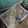 Логотип телеграм канала @accountmlbbr — Аккаунты мур-мур Ромы