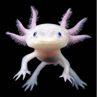 Логотип телеграм канала @acsltl — Axolotl, аксолотль на все случаи жизни