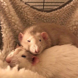 Логотип телеграм канала @addchannele — Мозги в банках