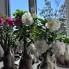 Логотип телеграм канала @adenium_room — Adeniums Room