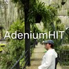 Логотип телеграм канала @adeniumhit — 🌸 AdeniumHIT - уютный уголок Лилии Аристовой 🌸