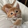 Логотип телеграм канала @adopt_mm2_konkyrsi — Конкурсы на адопт ми