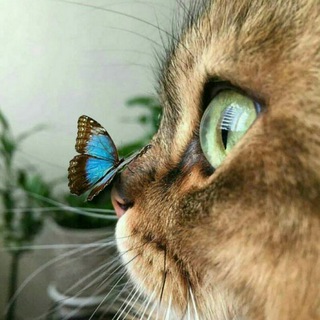 Logotipo del canal de telegramas adoptaciegodeavila - Adopción Animal en Ciego