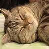 Логотип телеграм канала @adventureswithgrumpyloaf — Записки недовольной булочки