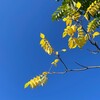 Логотип телеграм канала @aestheticbiology — Биологическая эстетика | Влад Груздь