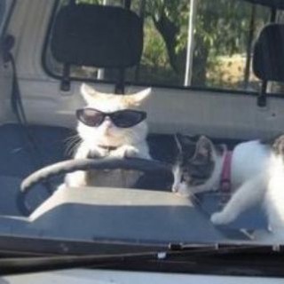 Логотип телеграм канала @aesthetics_lue — .°🐈‍⬛⇶meowing!!