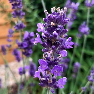 Лагатып тэлеграм-канала aetherischeoelemischungen — Ätherische Öle und Mischungen