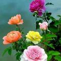 لوگوی کانال تلگرام afmsi — 🌺ایستگاه آرامش🌺