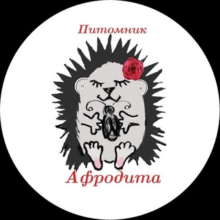 Логотип телеграм канала @afrodita_hedgehogs — Афродита и Ежики🦔