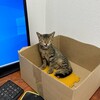 Логотип телеграм канала @agencycats — Коты горбатятся в агентстве