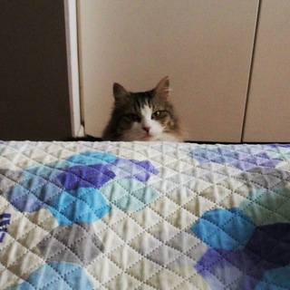 Telegram channel AggiornamentiMicio 🐱 logo