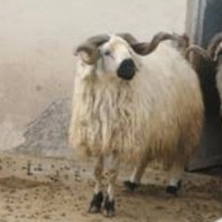 لوگوی کانال تلگرام aghighe77 — آداب صحیح عقیقه - قربانی گوسفند