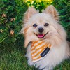 Логотип телеграм канала @agreesforpets — ЗооКосметика Agree’s FOR PETS