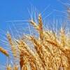 Telegram channel Agribusiness in Ukraine logo