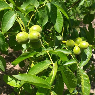لوگوی کانال تلگرام agrikhansar — کشاورزی خوانسار