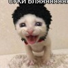 Логотип телеграм канала @agro_koty — Бляцкие котяры