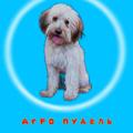 Логотип телеграм канала @agropydel — агро пудель🐾