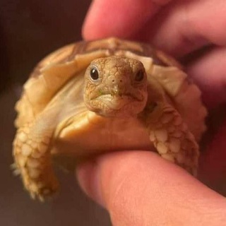 لوگوی کانال تلگرام ahmed_elashmawy00 — Ahmed Elashmawy 🐢🩺