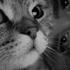 Логотип телеграм канала @aisatris — 𝓡𝓸𝓼𝓼𝓲𝔂𝓪