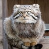 Логотип телеграм канала @akimandco — Аким и партнёры