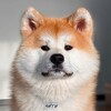 Логотип телеграм канала @akita_niti — Akita_Niti