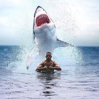 Логотип телеграм канала @akula_muzika — 🦈Akulla Mussic🦈