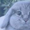 Логотип телеграм канала @akushekohvh — 𝗔𝗸𝘂𝘀𝗵𝗲𝗸𝗼 | 𝗛𝘃𝗵