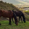 Логотип телеграм канала @alaniya_horse — КТК "Верхом по Осетии"