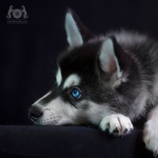 Логотип телеграм канала @alaskankai — Аляскинский кли кай (мини хаски кли-кай) Alaskan klee kai (mini husky)